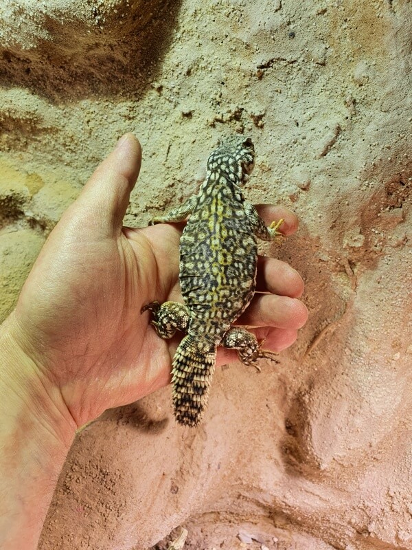 Uromastyx flavifasciata (2)